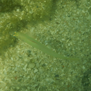 Pearly Dartfish (Ptereleotris microlepis) - Green Island