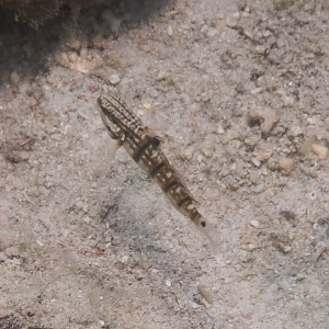 Whitebarred Goby (Amblygobius phalaena) - Green Island