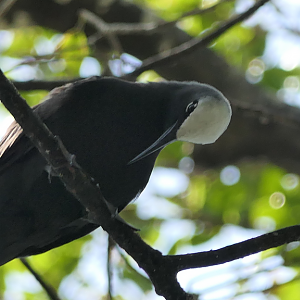 Black Noddy - Green Island
