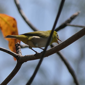 Ashy-bellied White-Eye - Green Island
