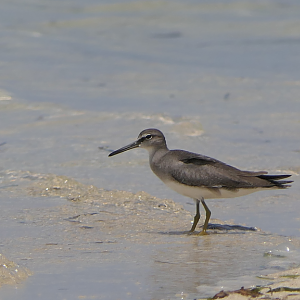Grey-tailed Tattler - Green Island
