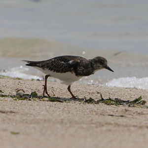 Ruddy Turnstone - Green Island