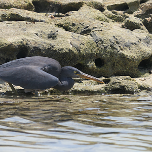 Pacific Reef-Heron - Green Island