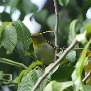 Ashy-bellied White-Eye - Green Island