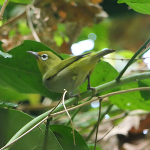Ashy-bellied White-Eye - Green Island