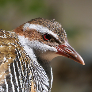 Buff-banded Rail - Green Island