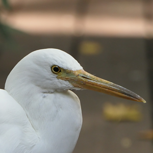 Pacific Reef-Heron - Green Island