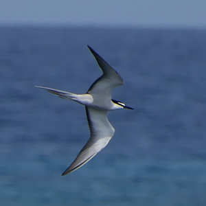 Bridled Tern - Green Island
