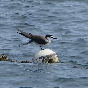 Bridled Tern - Green Island