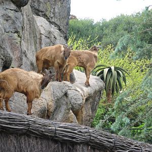 Taronga 2012 - Himalayan Tahr