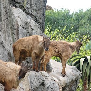 Taronga 2012 - Himalayan Tahr