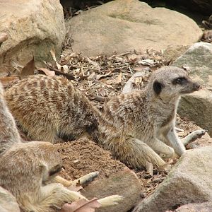Taronga 2012 - Slender-tailed Meerkats