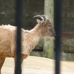 Taronga 2012 - Himalayan Tahr