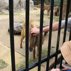 Taronga 2012 - Guest patting a Himalayan Tahr
