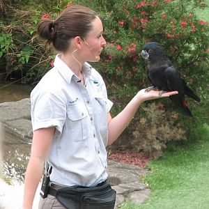 Taronga 2012 - Bird Show - Red-tailed Black Cockatoo
