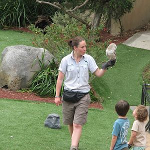 Taronga 2012 - Bird Show - Eastern Barn Owl