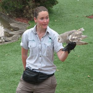 Taronga 2012 - Bird Show - Eastern Barn Owl