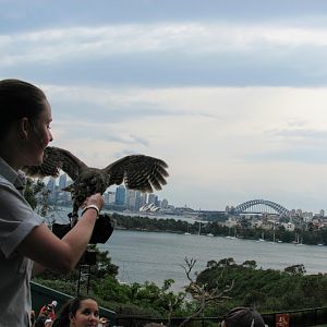 Taronga 2012 - Bird Show - Barking Owl