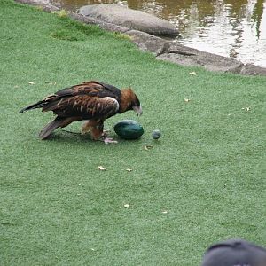 Taronga 2012 - Bird Show - Slammer the Black-breasted Buzzard