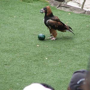 Taronga 2012 - Bird Show - Slammer the Black-breasted Buzzard