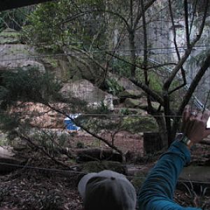 Taronga 2012 - Snow Leopard exhibit
