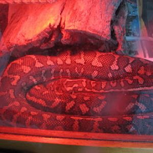 Taronga 2012 - Centralian Python