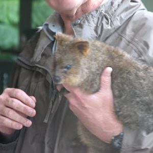Taronga 2012 - Autumn the Quokka in the Old Education Centre