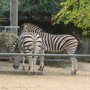 Taronga 2012 - Plains Zebras