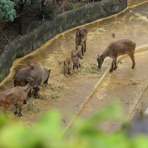 Taronga 2012 - Himalayan Tahr