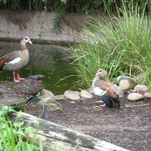 Taronga 2012 - Egyptian Geese