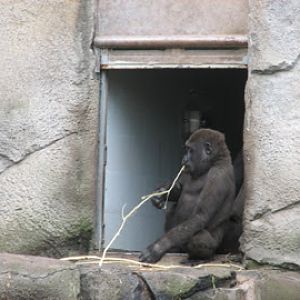 Taronga 2012 - Western Lowland Gorilla