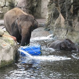 Taronga 2012 - Asian Elephants