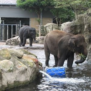Taronga 2012 - Asian Elephants