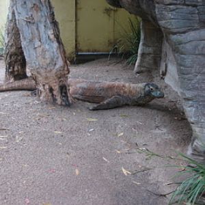 Taronga 2012 - Reptile World - Tuka the Komodo Dragon