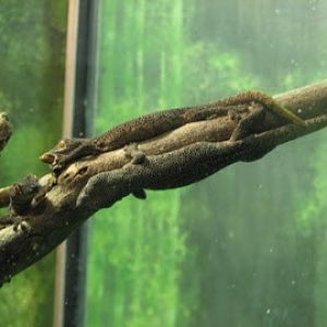 Taronga 2012 - Reptile World - Golden-tailed Geckoes