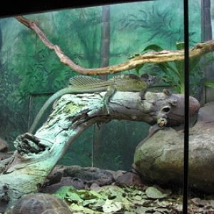 Taronga 2012 - Reptile World - Philippine Sailfin Lizard and Elongated Tortoises