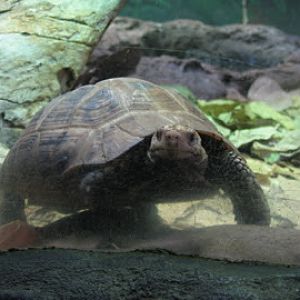 Taronga 2012 - Reptile World - Elongated Tortoise