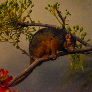 The Local Ringtail Possum