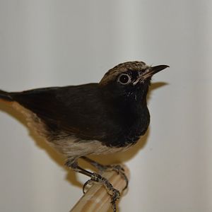 Schalow's wheatear (Oenanthe lugubris schalowi)