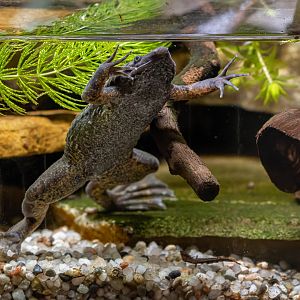 Carvalho's Surinam toad (Pipa carvalhoi)