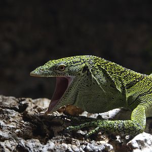 Biak tree monitor (Varanus kordensis)