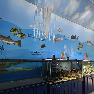 Glen Echo Park Aquarium - Tanks + weird wall art