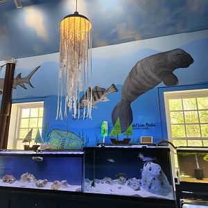 Glen Echo Park Aquarium - Tanks and jellyfish lights