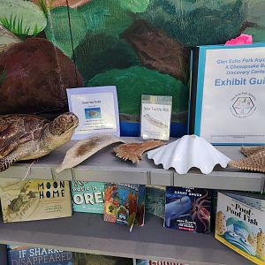 Glen Echo Park Aquarium - Sea turtle displays
