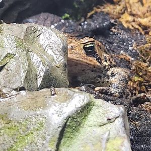 Glen Echo Park Aquarium - American Toad
