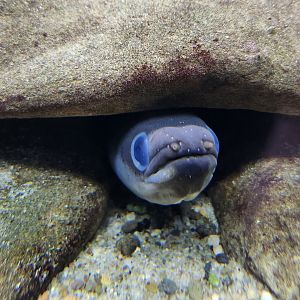 Glen Echo Park Aquarium -  American Eel