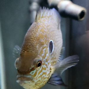 Glen Echo Park Aquarium - Pumpkinseed