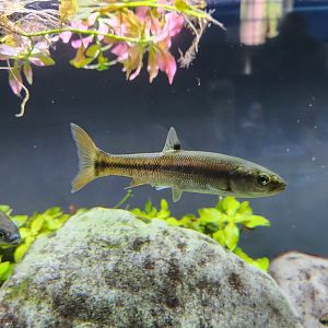 Glen Echo Park Aquarium - Blacknose Dace