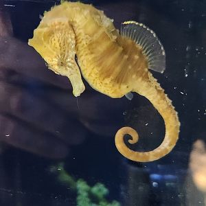 Glen Echo Park Aquarium - Lined Seahorse