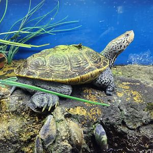 Glen Echo Park Aquarium - Diamondback Terrapin